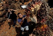 How Indonesia’s policy stumbles over palm oil have unfolded