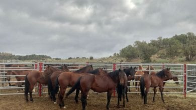 Unknown, highly contagious disease kills 67 wild horses corralled in Colorado -BLM