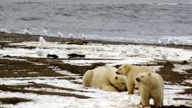 U.S. ditches Trump-era policies for Arctic Alaska oil reserve