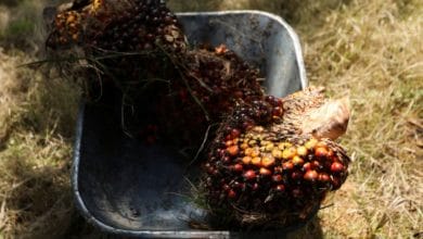 Malaysia aims to regain palm oil market share in EU amid global shortage