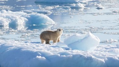 Polar bears scavenge on garbage to cope with climate change