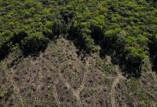 Explainer-What Brazil’s election means for the Amazon rainforest