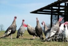 Fowl play: Large turkeys scarce ahead of big U.S. Thanksgiving gatherings