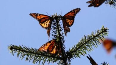In Mexico, almost disappeared butterflies are returning