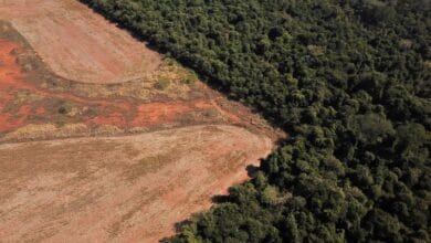 Deforestation in Brazil’s Cerrado savanna hits seven-year high