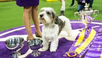 Dog named Buddy Holly is first of its breed to win Westminster show