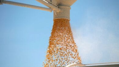 U.S. farmers expect corn harvest could be second-biggest ever