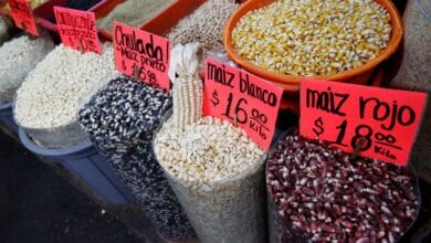 Canada says will join as third party in US-Mexico dispute over GM corn imports