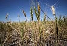 Argentina wheat sales stall as farmers wait for election, rains