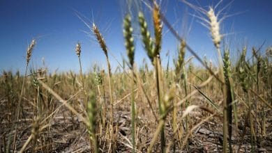 Argentina wheat sales stall as farmers wait for election, rains