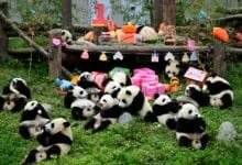 China to send more pandas to US, jump-starting new era of ‘panda diplomacy’